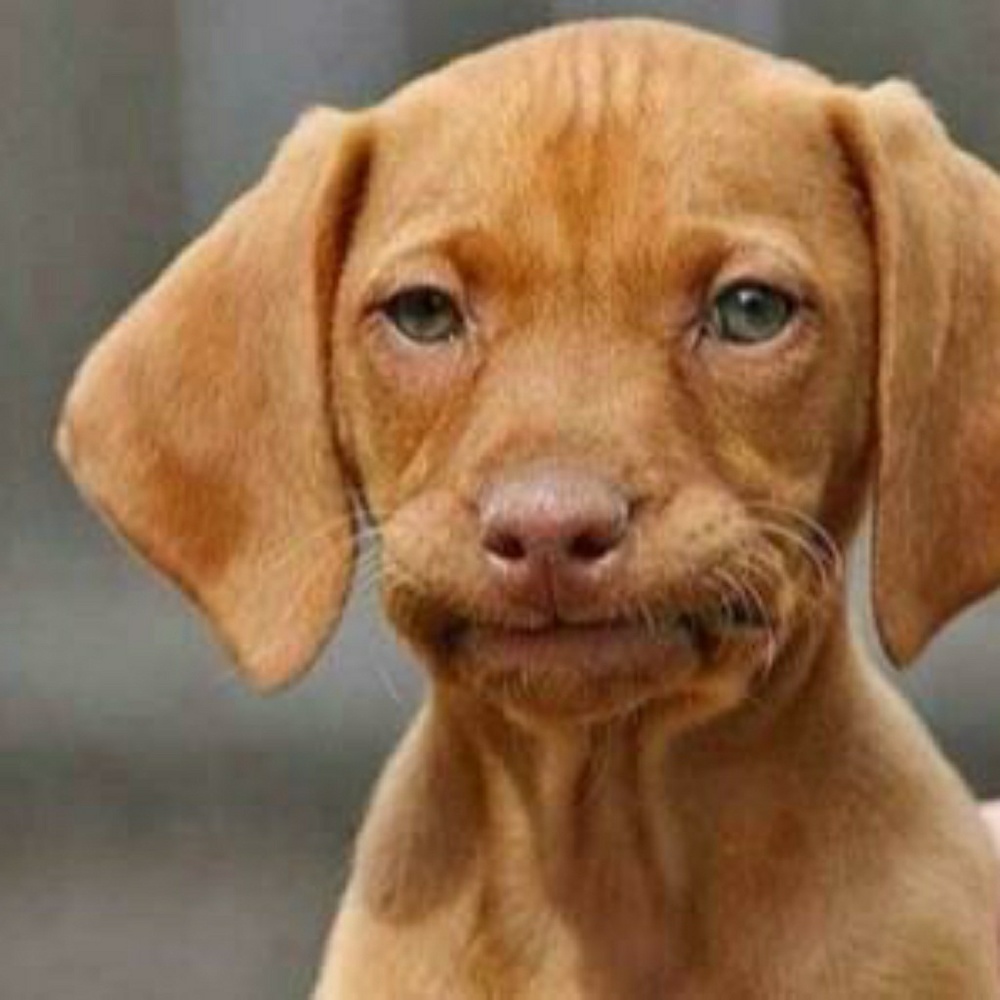 Meet your Posher, Jacques